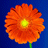 kwiatuszek аватар